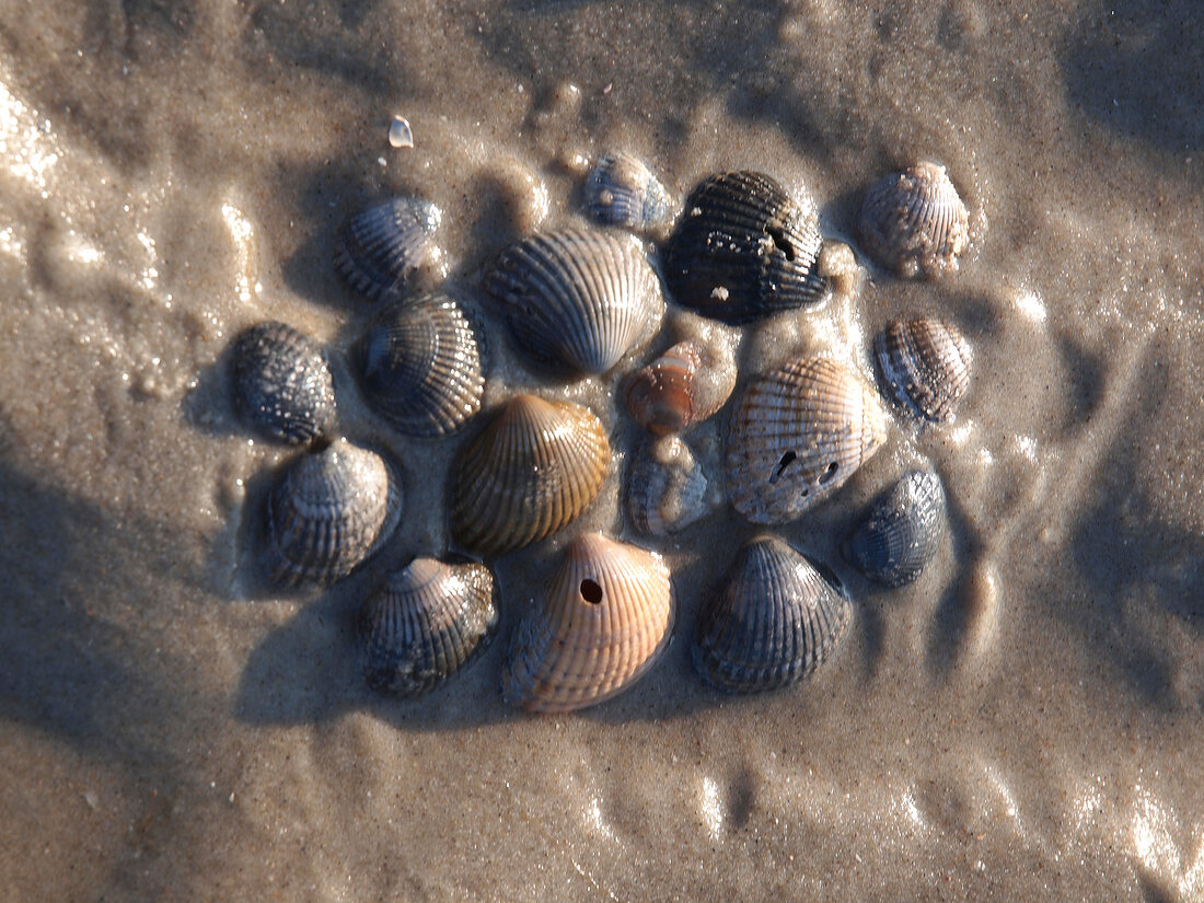 Niedersachsen, Spiekeroog, Muscheln im Watt