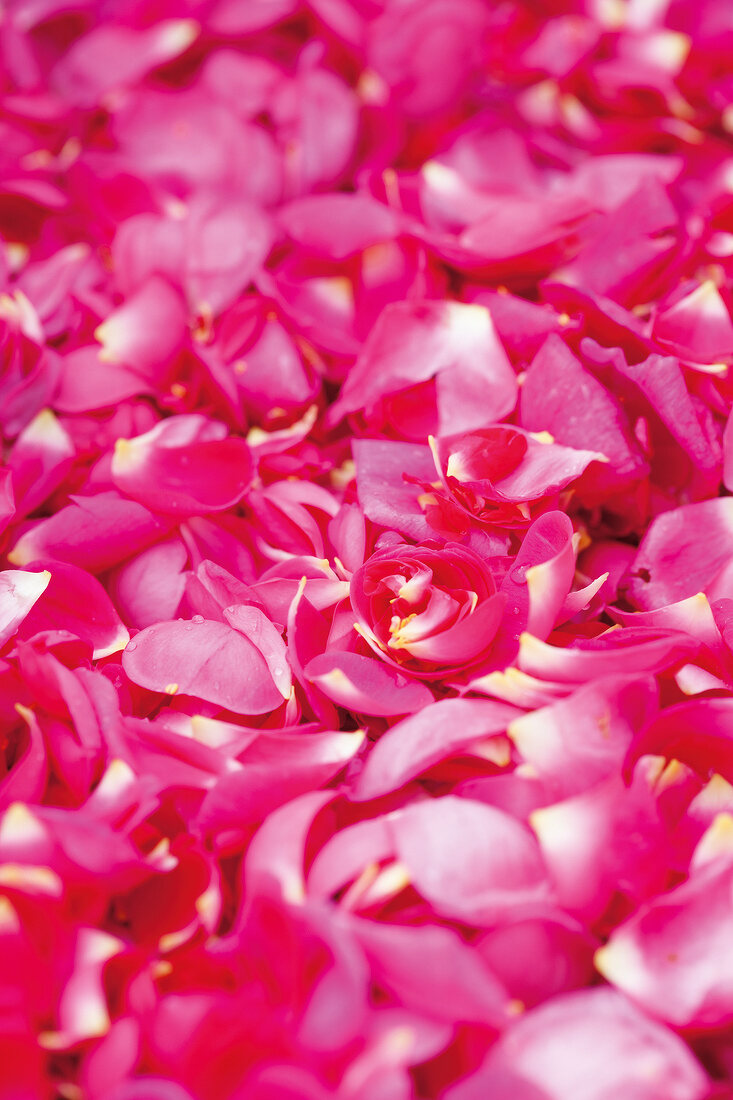 Rosenblüten, Rosenblätter, pink 