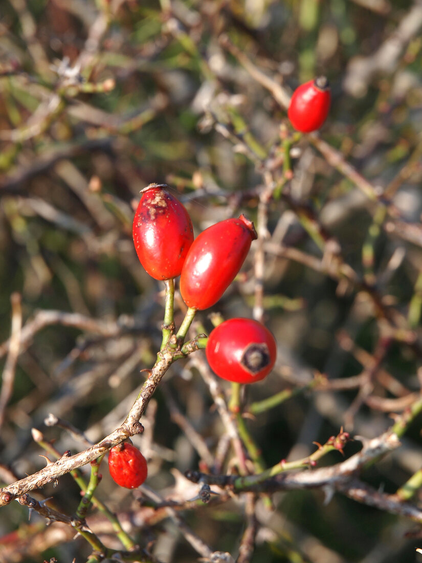 Close-up of rose hips on branches in Lower Saxony, Germany