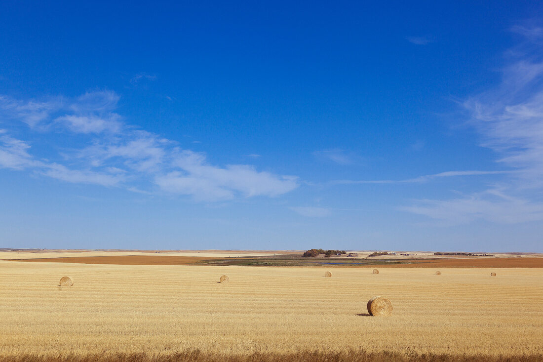 Hourses in field on highway 28 south, Saskatchewan, Canada
