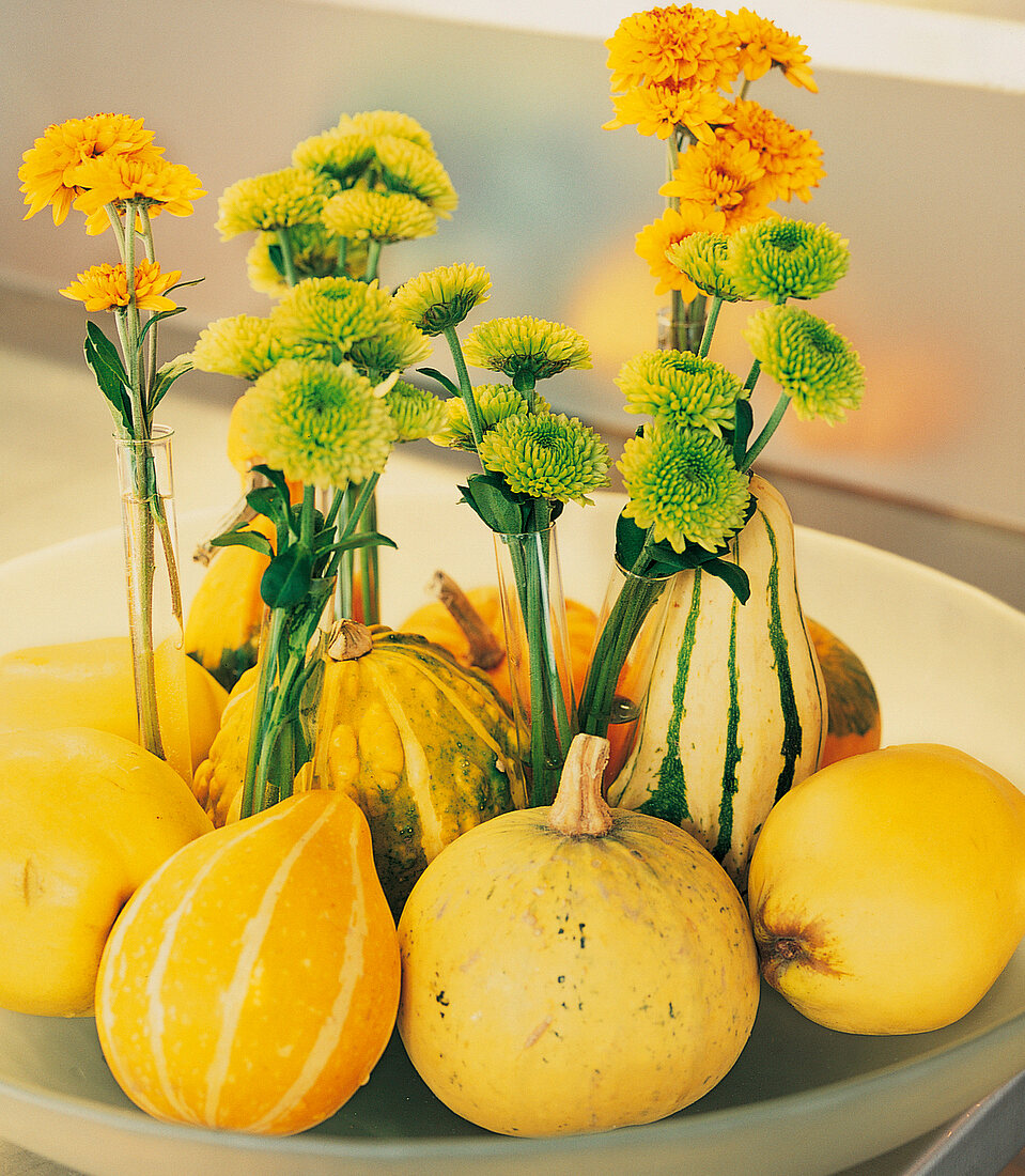 Vasenspaß, Chrysanthemen in Quitten, Zierkürbisse