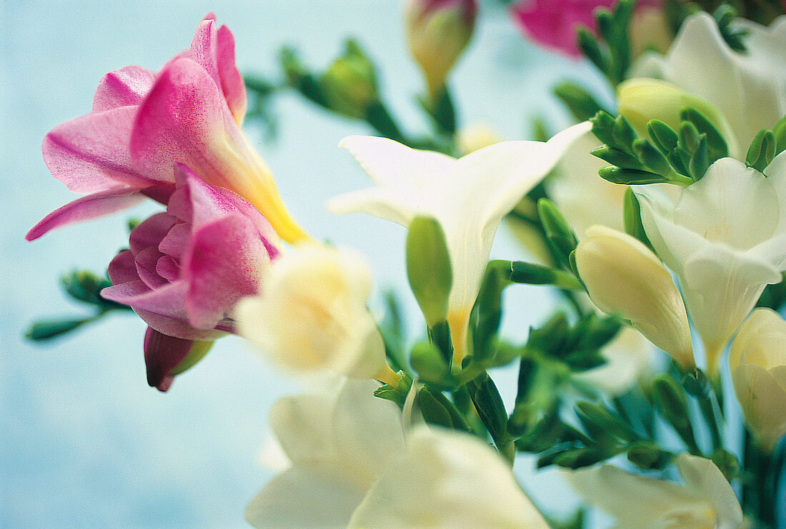 Vasenspaß, Fresien in weiß und pink