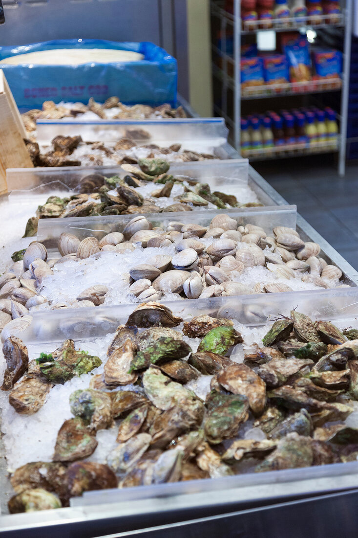 Fresh oysters in St. Lawrence market, Toronto, Canada
