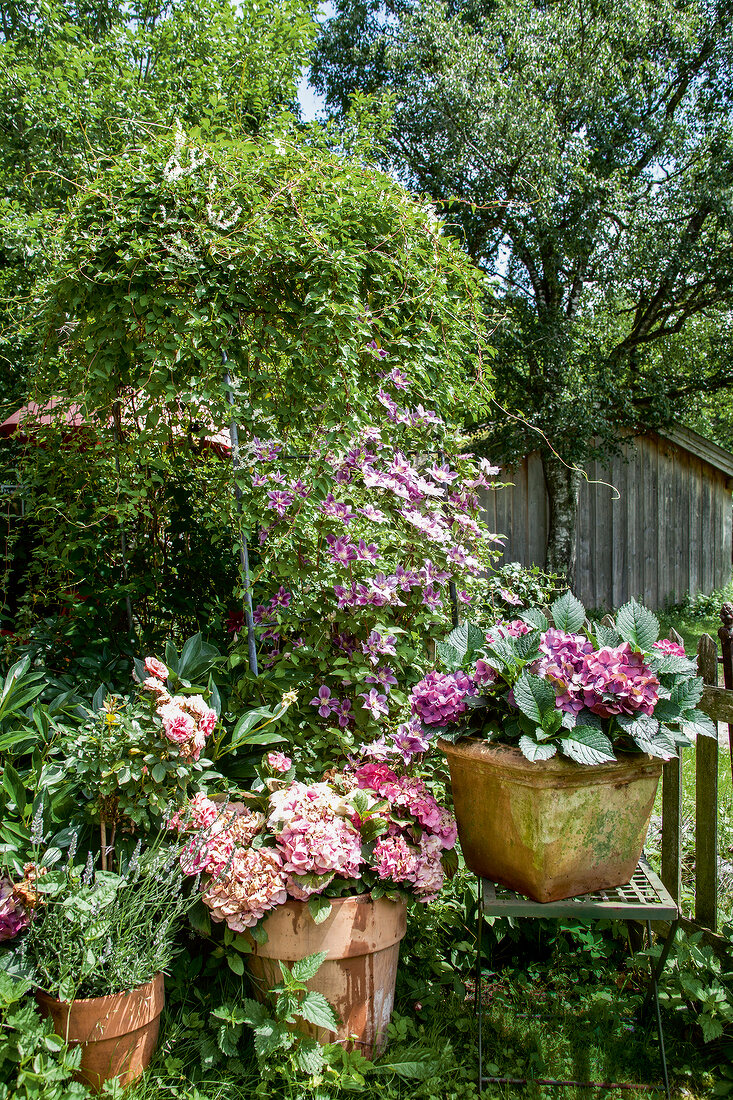 Pink hydrangeas and garden roses in flower pots on wooden fence
