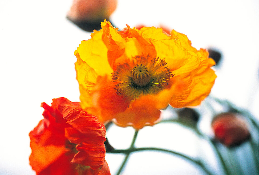 Vasenspaß, Poppy in orange and red, Papaver nudicaule