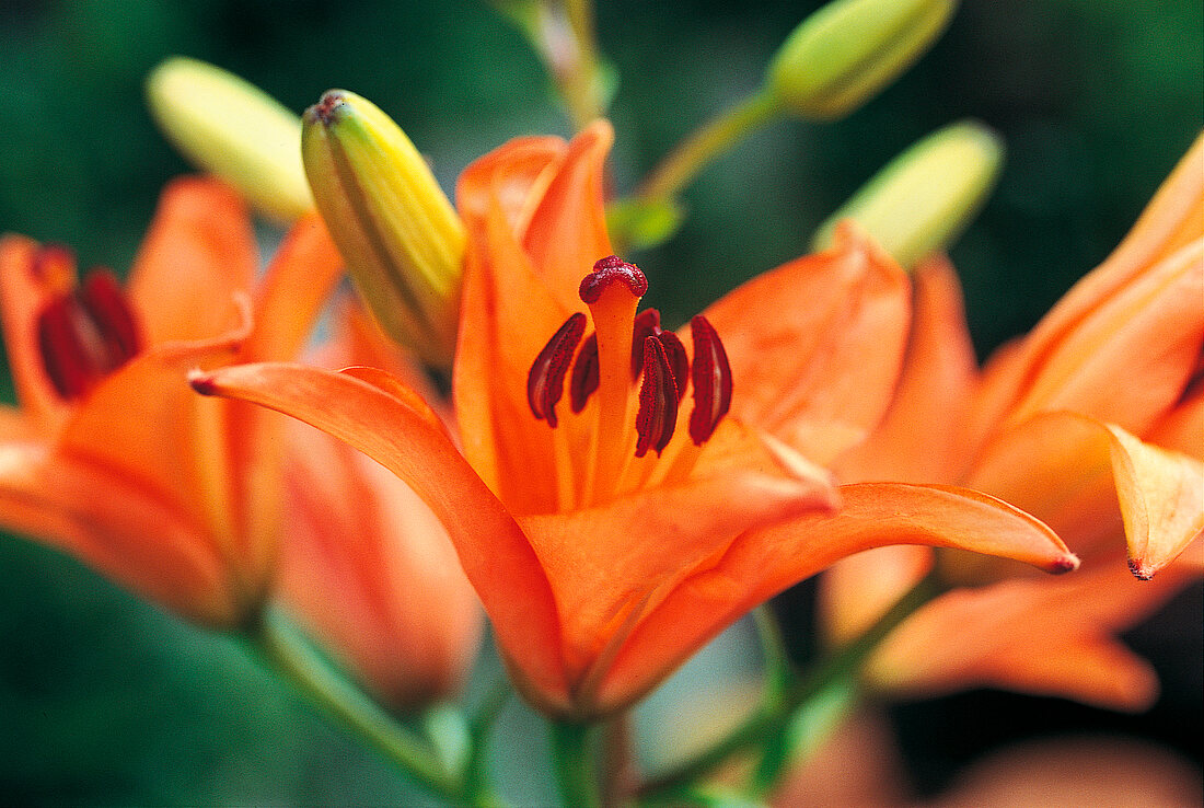 Vasenspaß, Lilie in orange Lilium-Hybriden