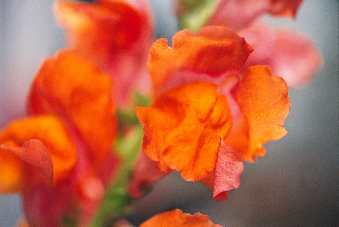 Vasenspaß, Garten-Löwenmaul in orange, Antirrhinum majus