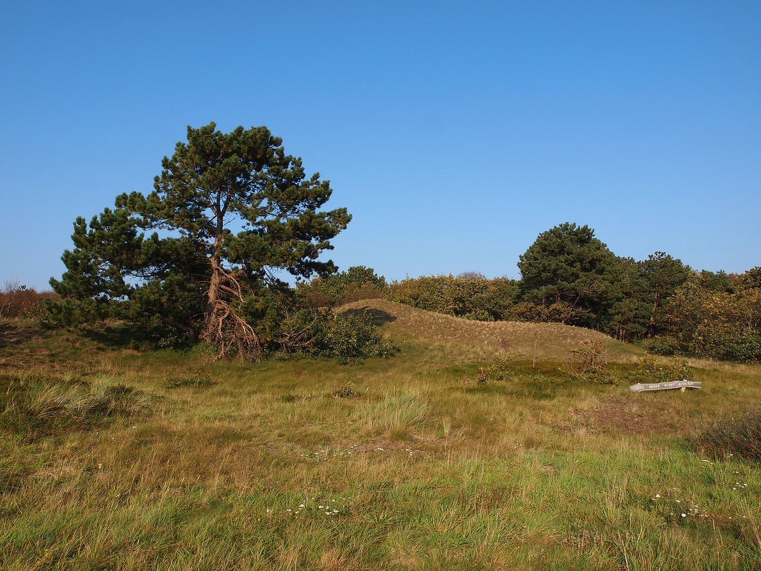 Tree in a meadow at Spiekeroog, Lower Saxony, Germany