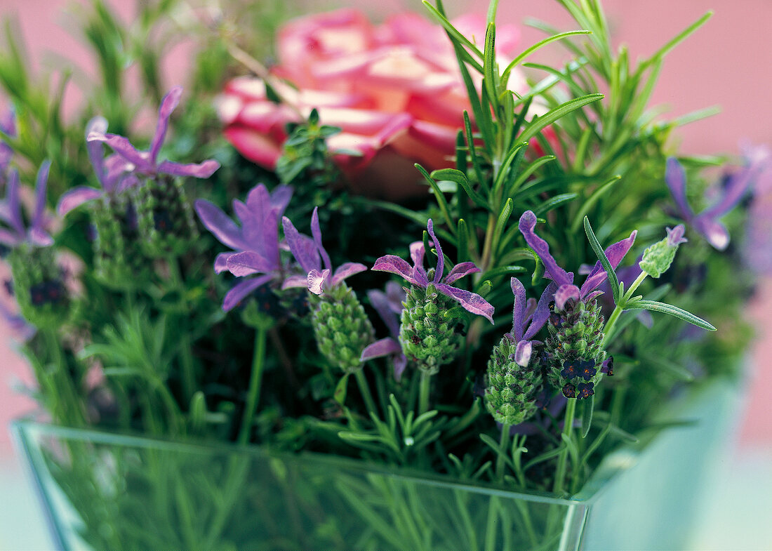 Vasenspaß, Duft-Deko mit Kräutern, Rose, Rosmarin, Lavendel