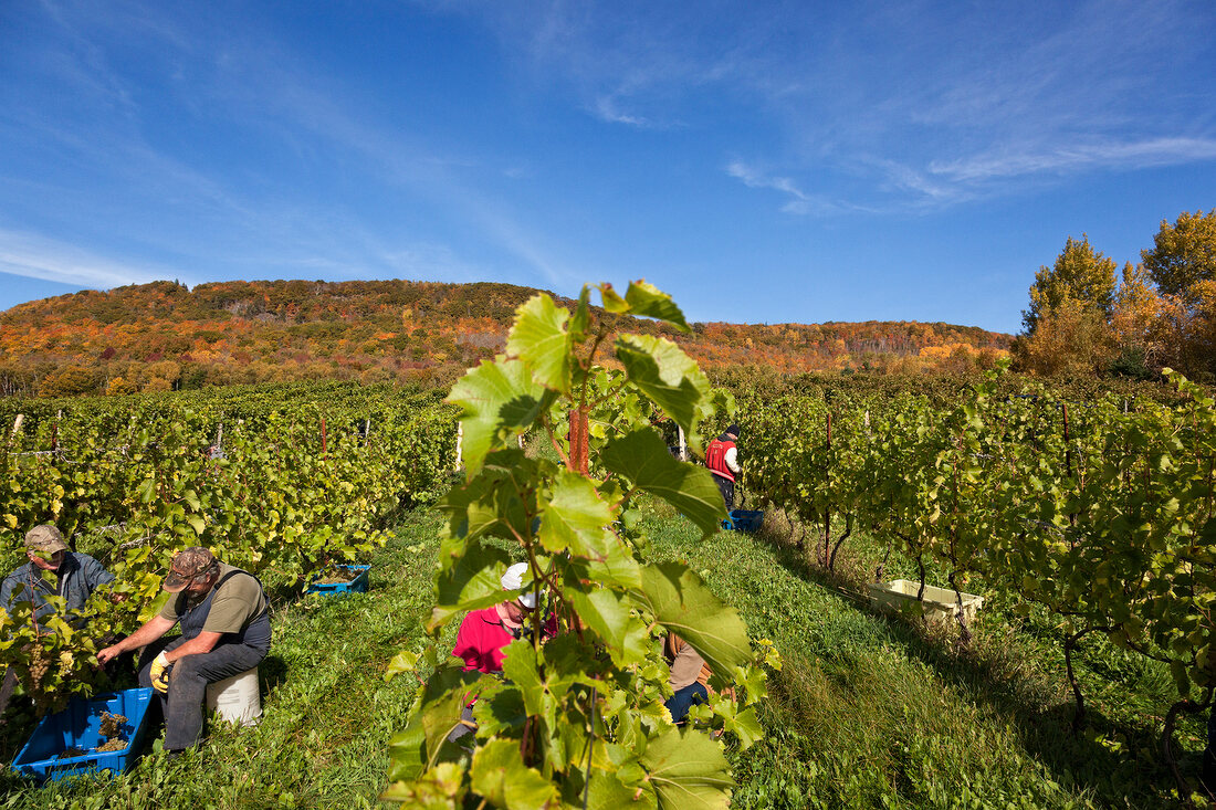 Kanada, Nova Scotia, Weinberge der Blomidon Winery, Weinlese