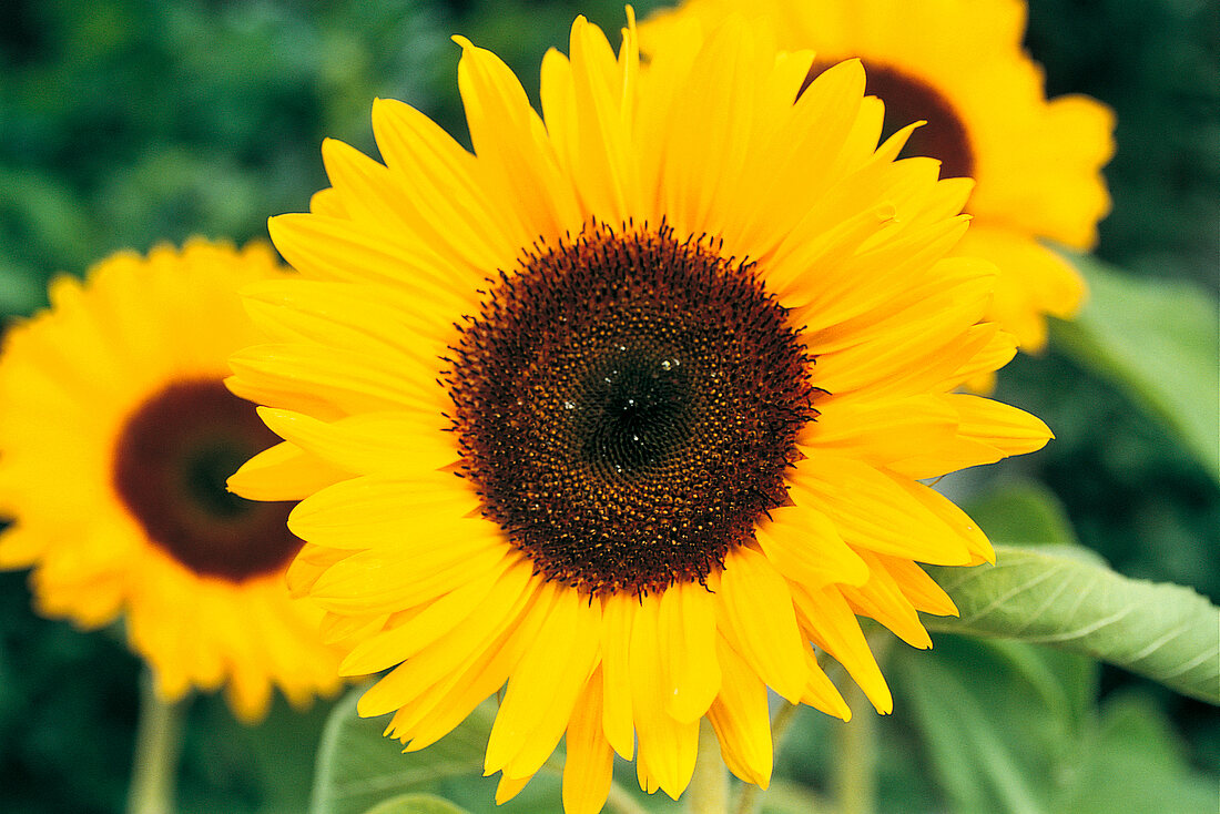 Vasenspaß, Sunflower in yellow, Helianthus annuus