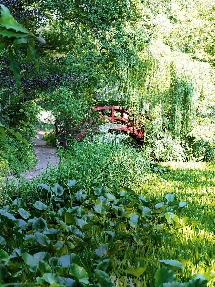 Schlosspark, Holzbrücke, Steg, rot, Seerosenblätter