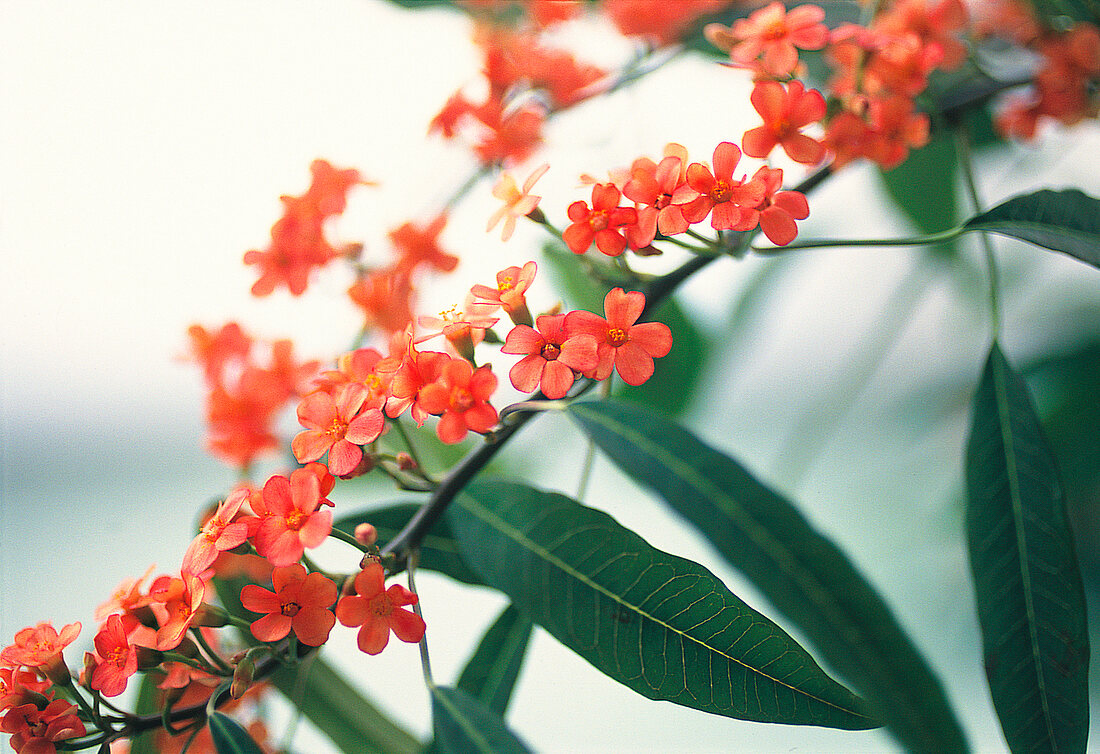 Vasenspaß, Coralrisp in orange, Euphorbia fulgens