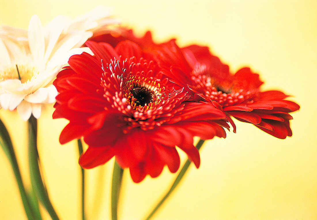 Vasenspaß, Gerbera in red and white