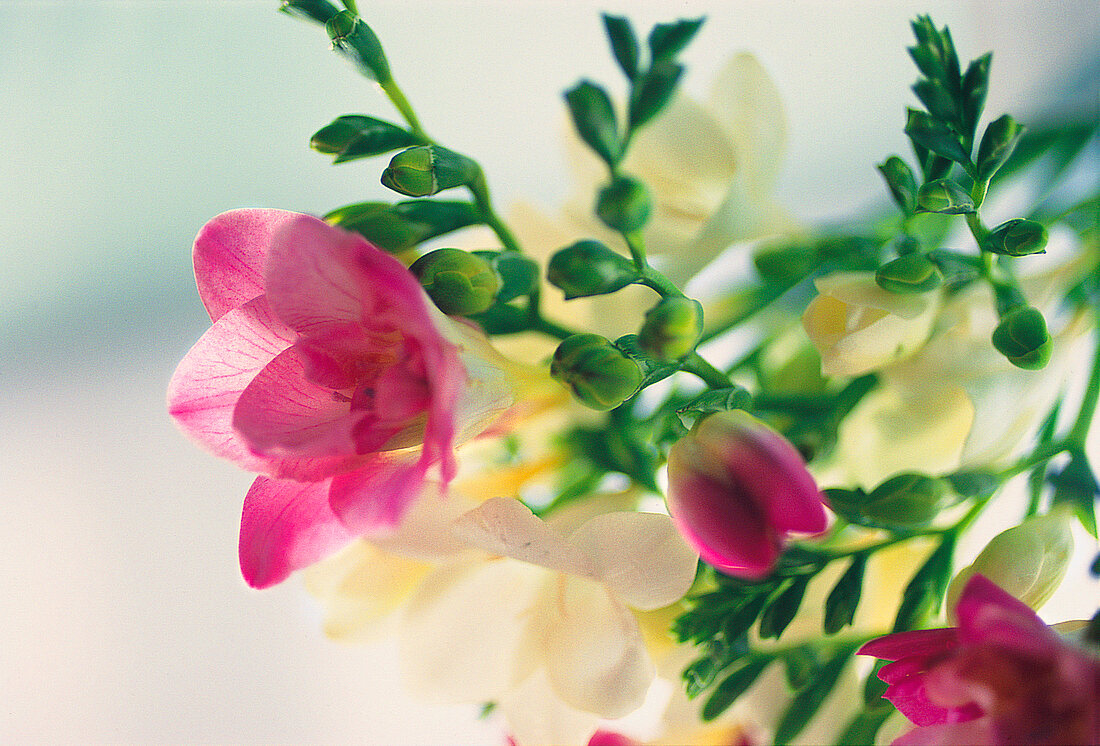 Vase fun, freesia in pink and white