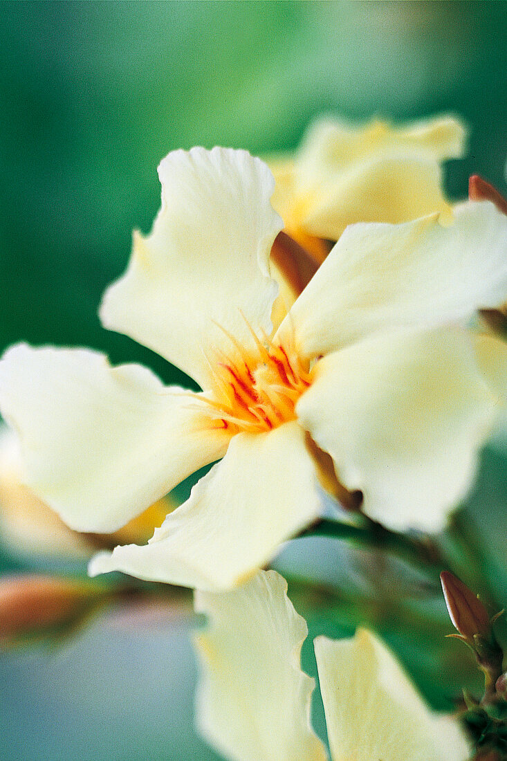 Weekend Gärtner, weißer Oleander, Nerium oleander, nah