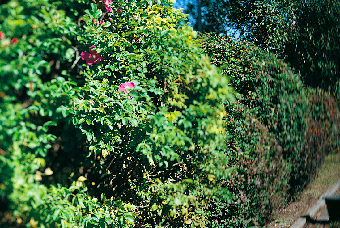 Weekend Gärtner, Hecke als Sichtschutz, Schnitthecke