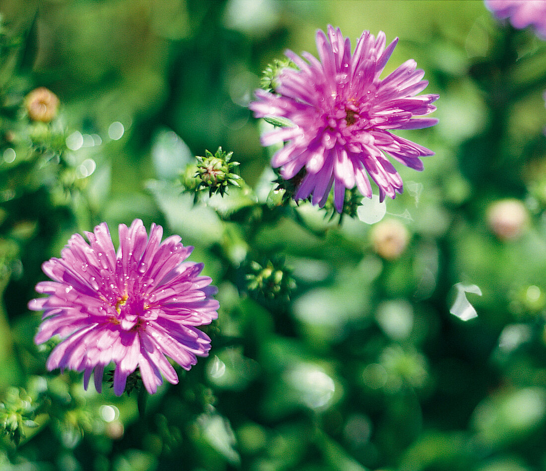 Weekend gardener, cushion aster in purple, lilac, Aster dumosus hybrid