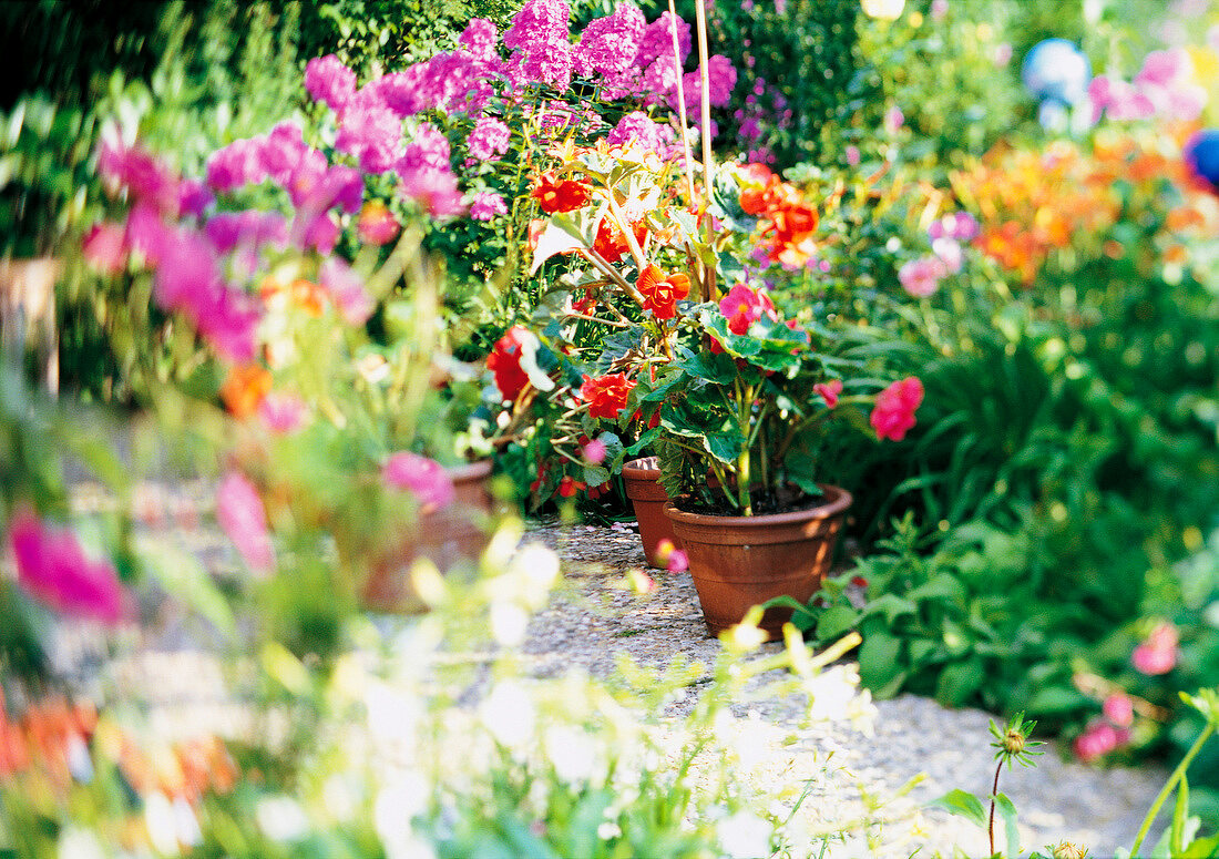 Weekend Gärtner, Blumen auf einer Terrasse