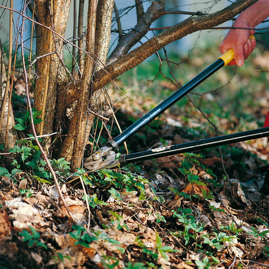 Weekend Gärtner, Astschere, Gartenschere, Ziergehölze auslichten