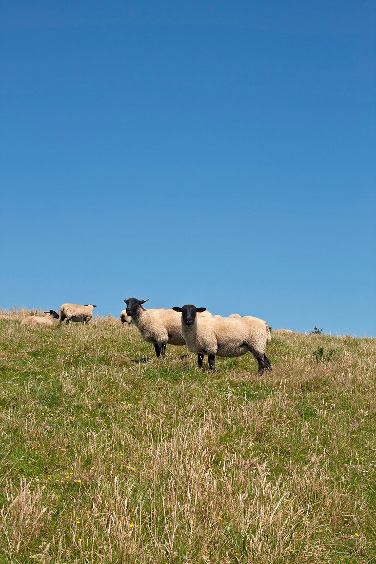 Sheeps breeding in meadow, England, UK