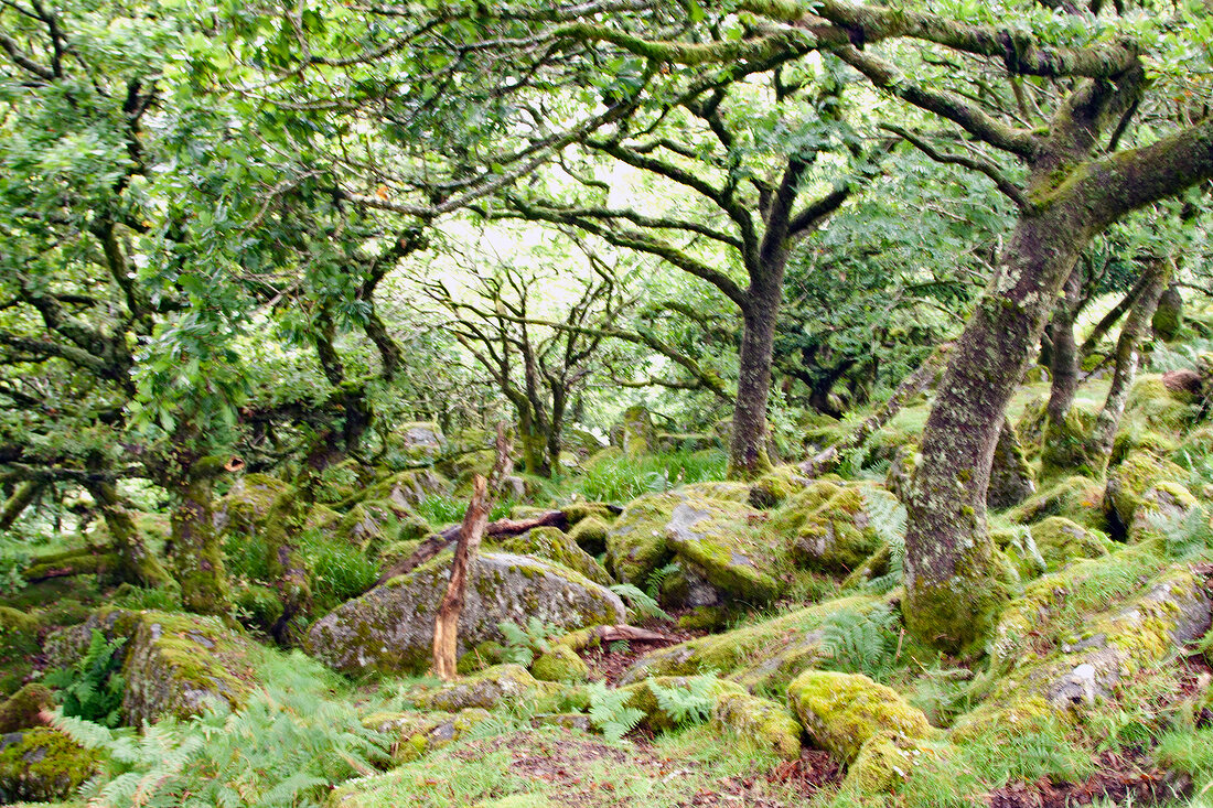 View of Wistmans Woods in Dartmoor, England, UK
