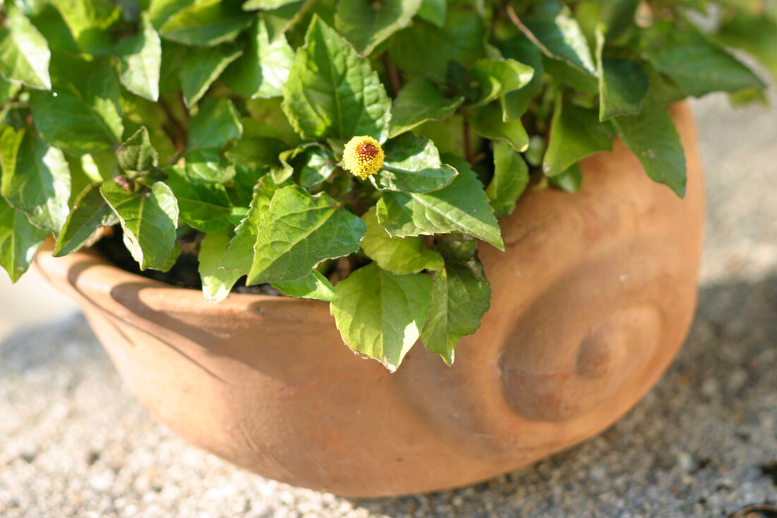 Kräutergarten, Parakresse im Tontopf im Garten