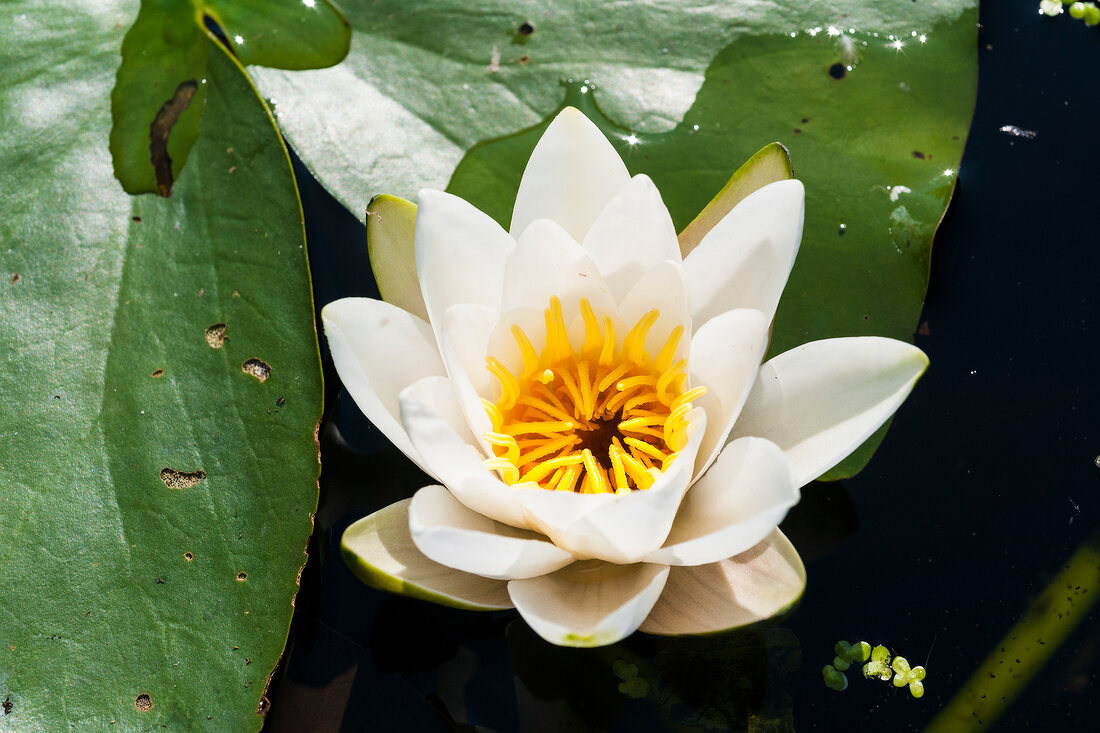 Water lily in Wakenitz restaurant at Schleswig Holstein, Lubeck