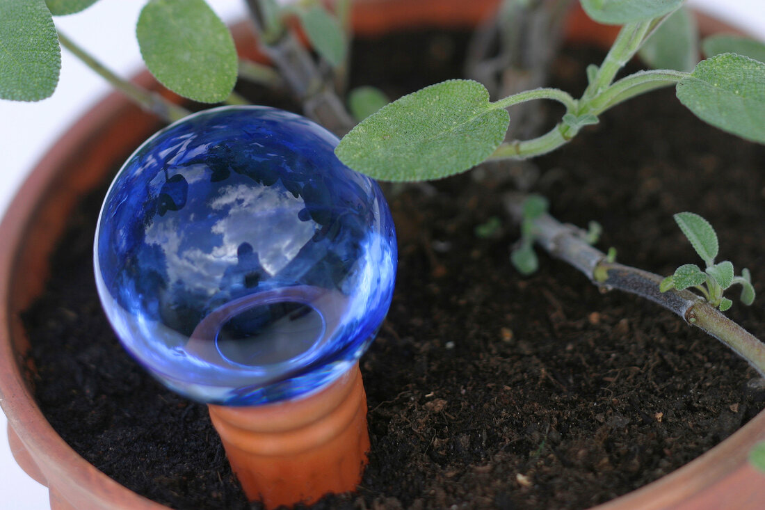 Herb garden, a blue irrigation ball in a flower pot