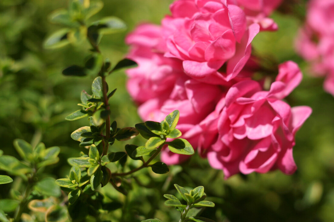 Kräutergarten, Zitronenthymian umspielt Blüten der Zwergrose