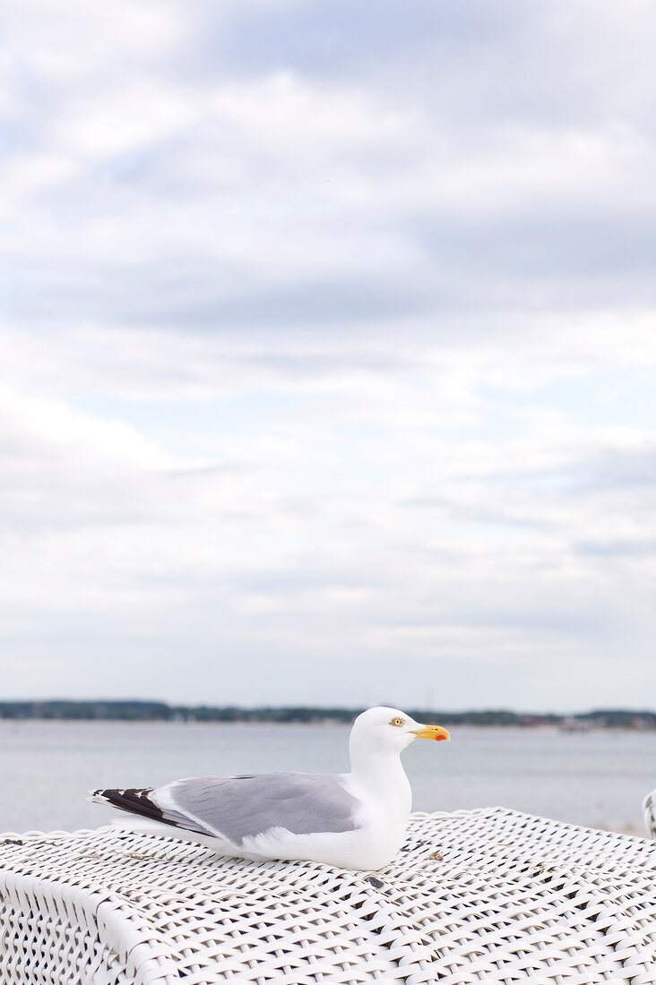 Seagull sitting on wicker at beach in Sierksdorf, Schleswig Holstein, Germany