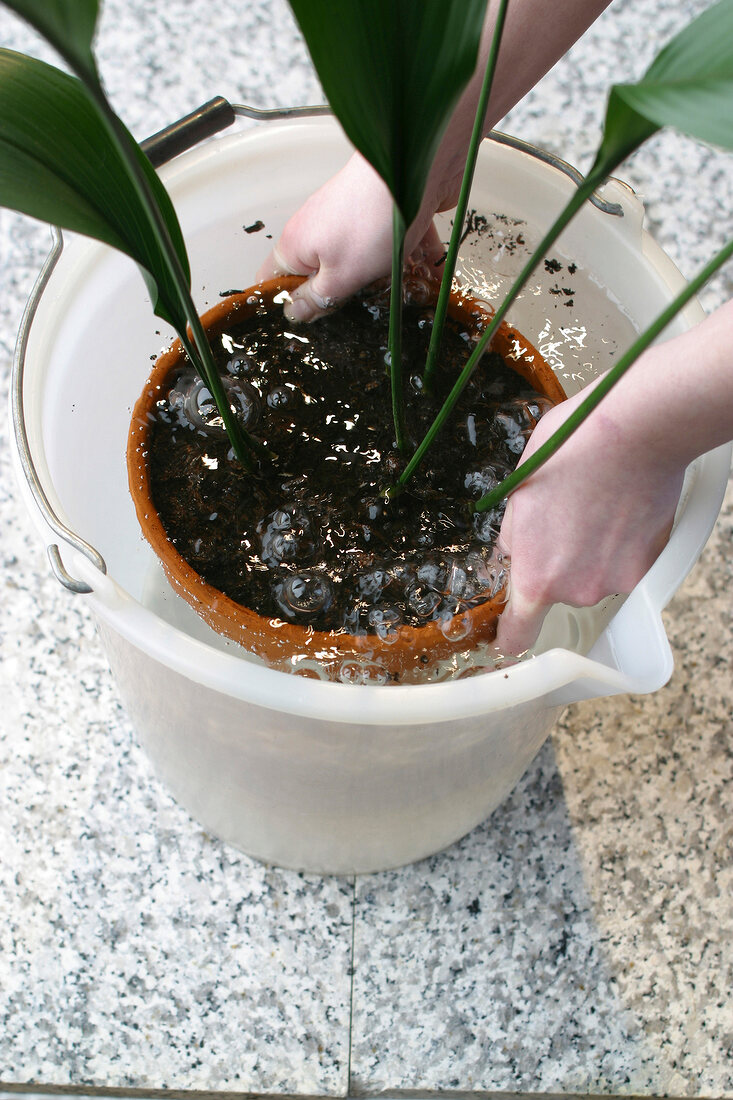 Zimmerpflanzen, Blumentopf wird in einen Eimer Wasser getaucht