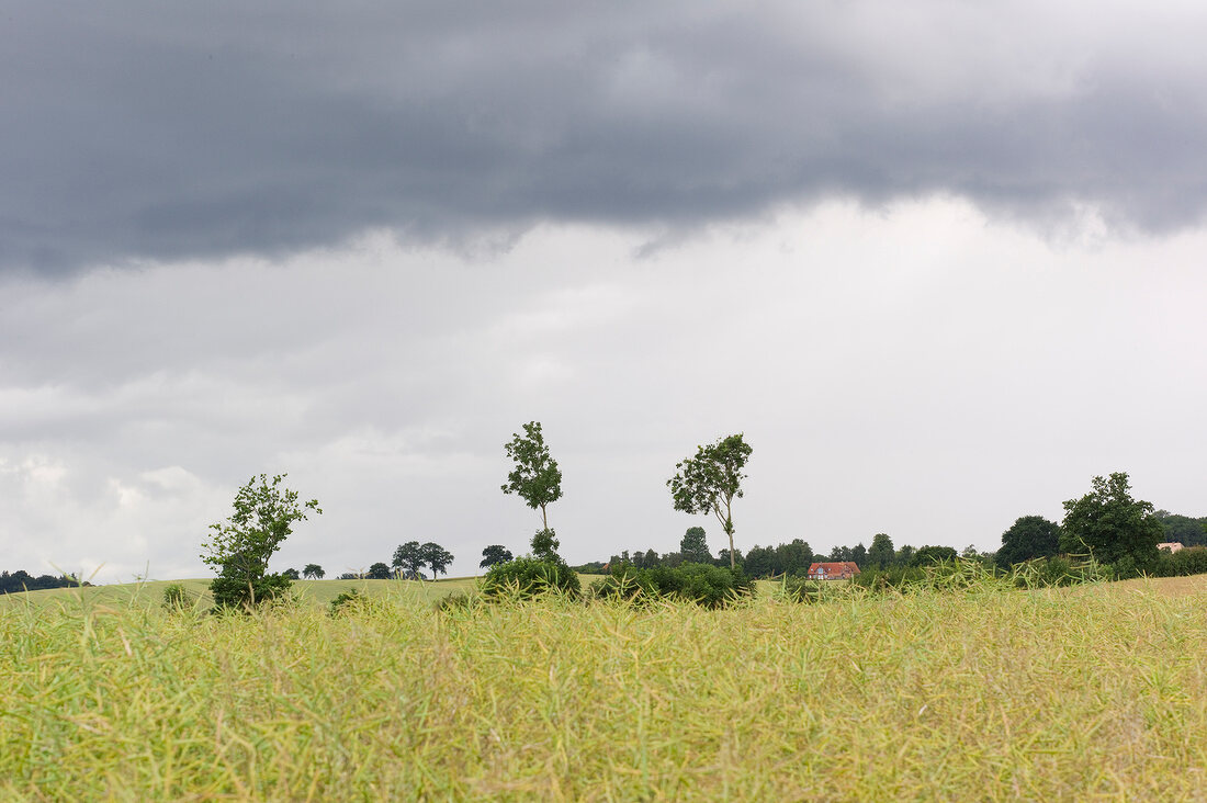 View of fields in Gromitz, Schleswig Holstein, Germany