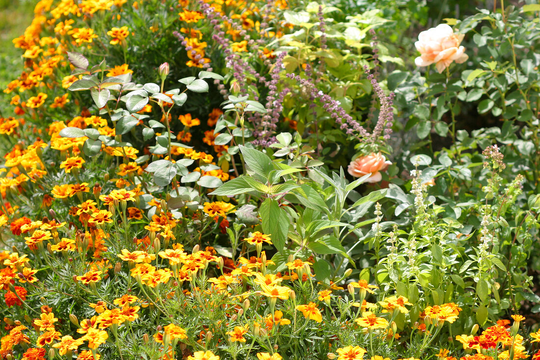 Kräutergarten, Tagetes bilden einen Rahmen um ein Beet