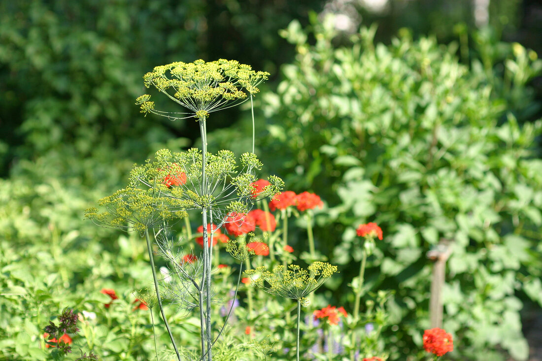 Herb garden, dill in the foreground, herb bed