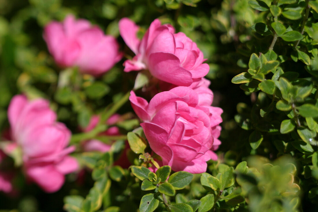 Kräutergarten, Zitronenthymian umspielt Blüten der Zwergrose