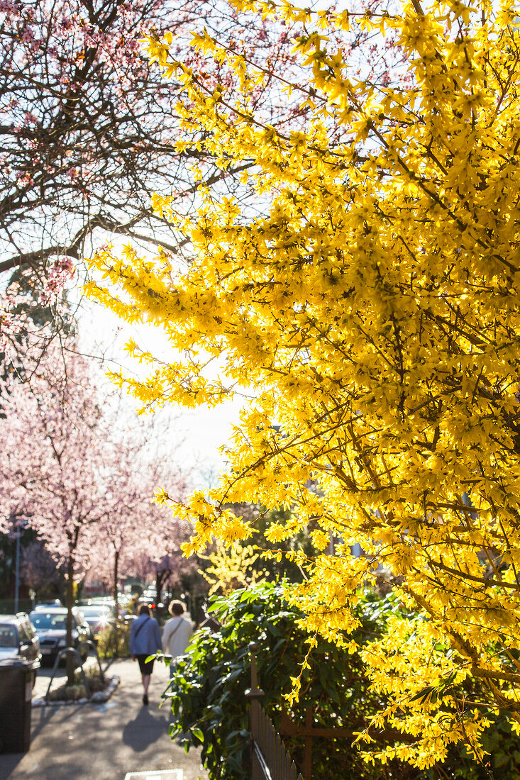 Branch of tree with yellow flowers and houses in Wiehre, Freiburg, Germany