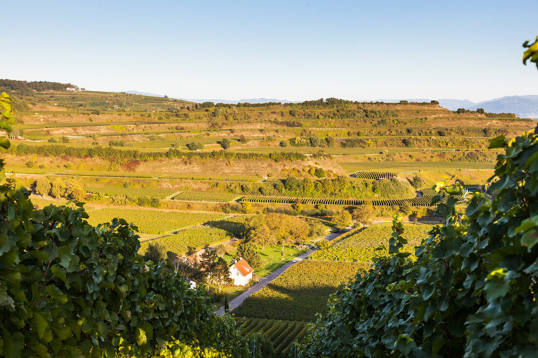 Freiburger Weinbauinstitut, Weinberg e bei Ihringen im Kaiserstuhl