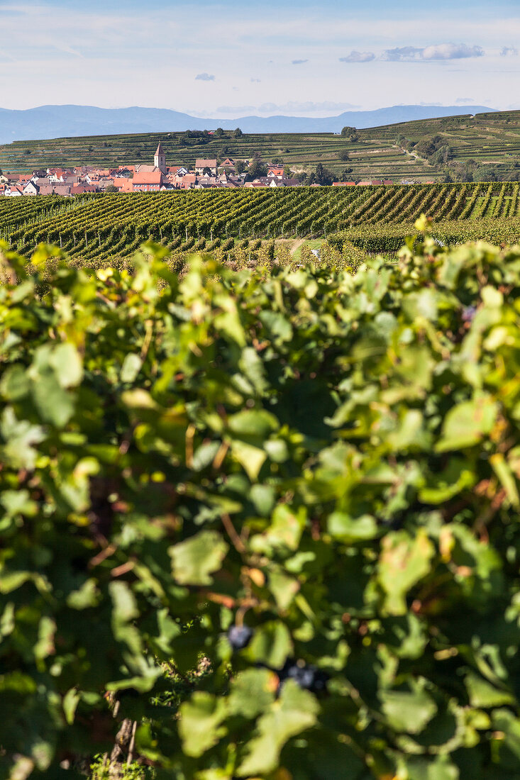 Freiburg, Weinberge im Kaiserstuhl. Hintergrund der Ort Burkheim