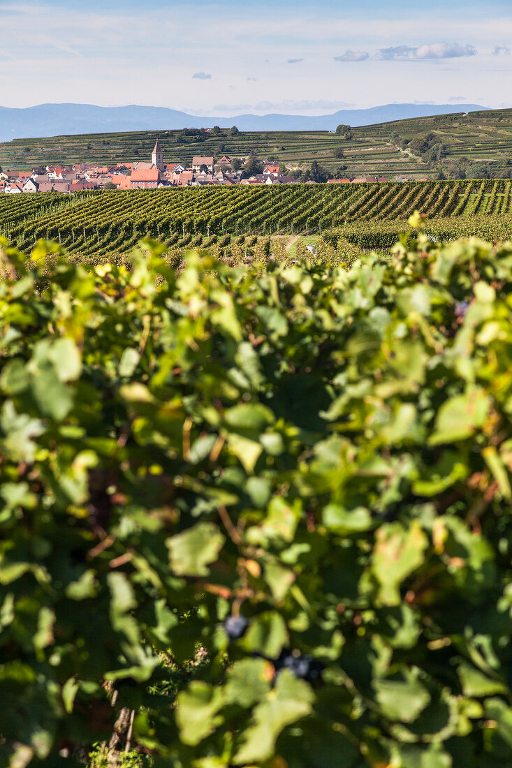 View of vineyard in the Imperial chair, Burkheim city in background, Freiburg, Germany