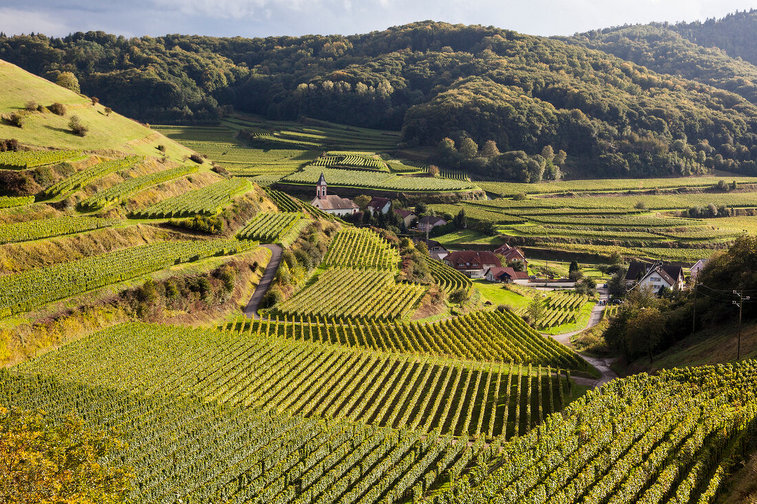 Freiburg, Kaiserstuhl, Weinberge bei Altvogtsburg