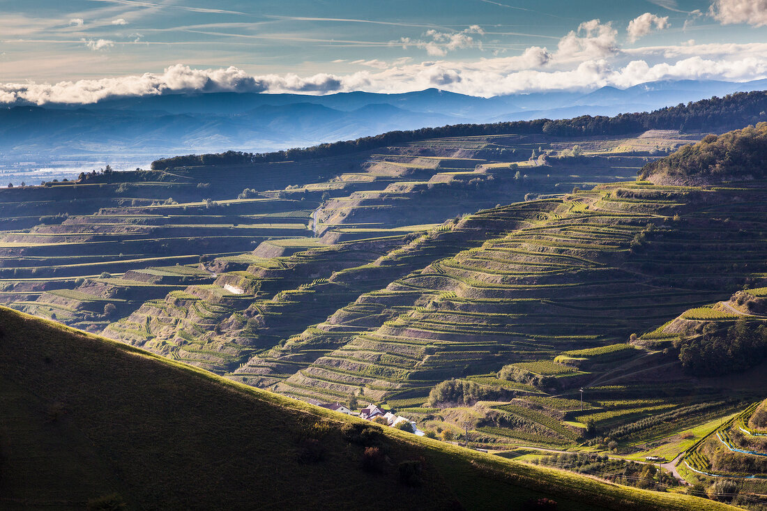 Freiburg, Kaiserstuhl, Weinberge bei Oberbergen