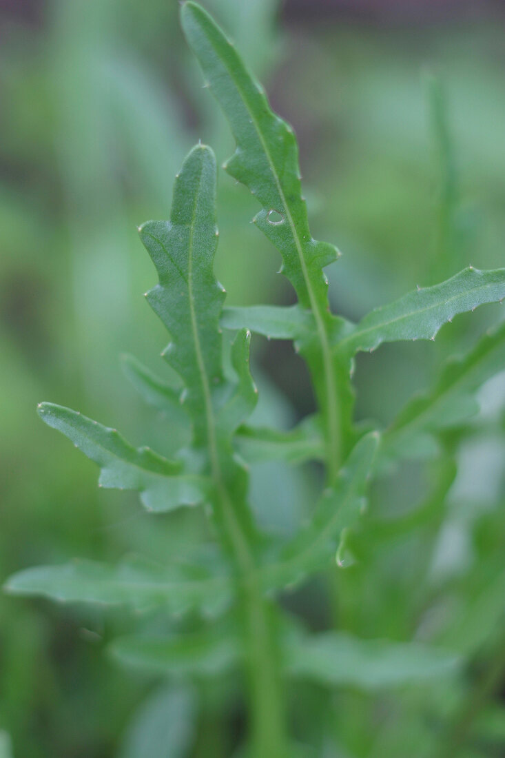 Kräutergarten, Rucola