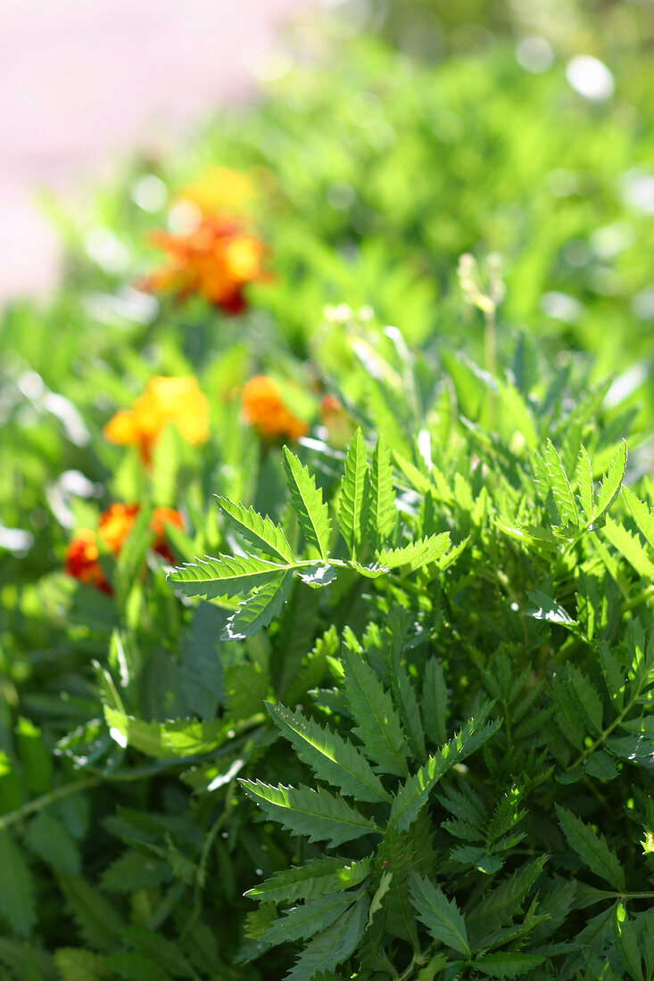 Kräutergarten, Tagetes bilden einen Rahmen um ein Beet