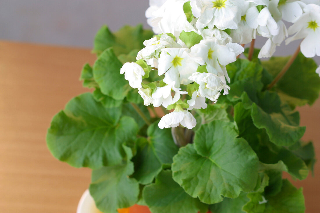 Zimmerpflanzen, Primel mit weißen Blüten