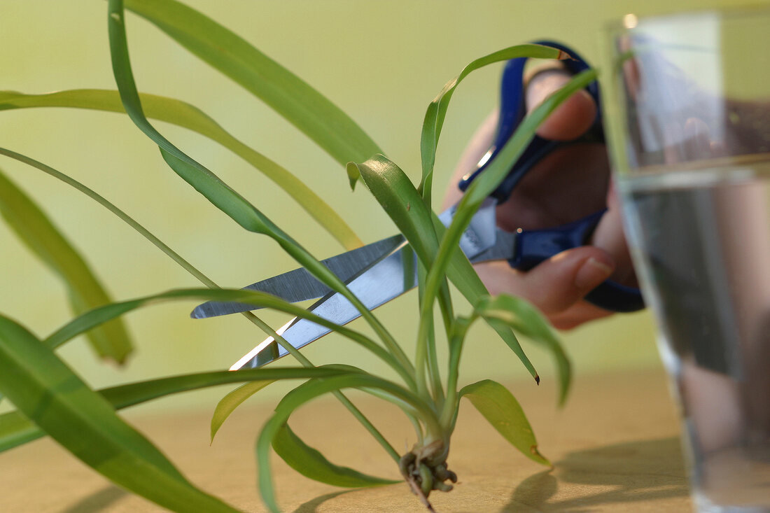 Zimmerpflanzen, fertige Jungpflänzchen abschneiden