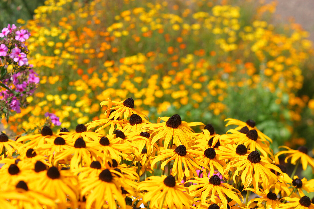 Kräutergarten, Echinaecea im Vordergrund, Tagetes im Hintergrund