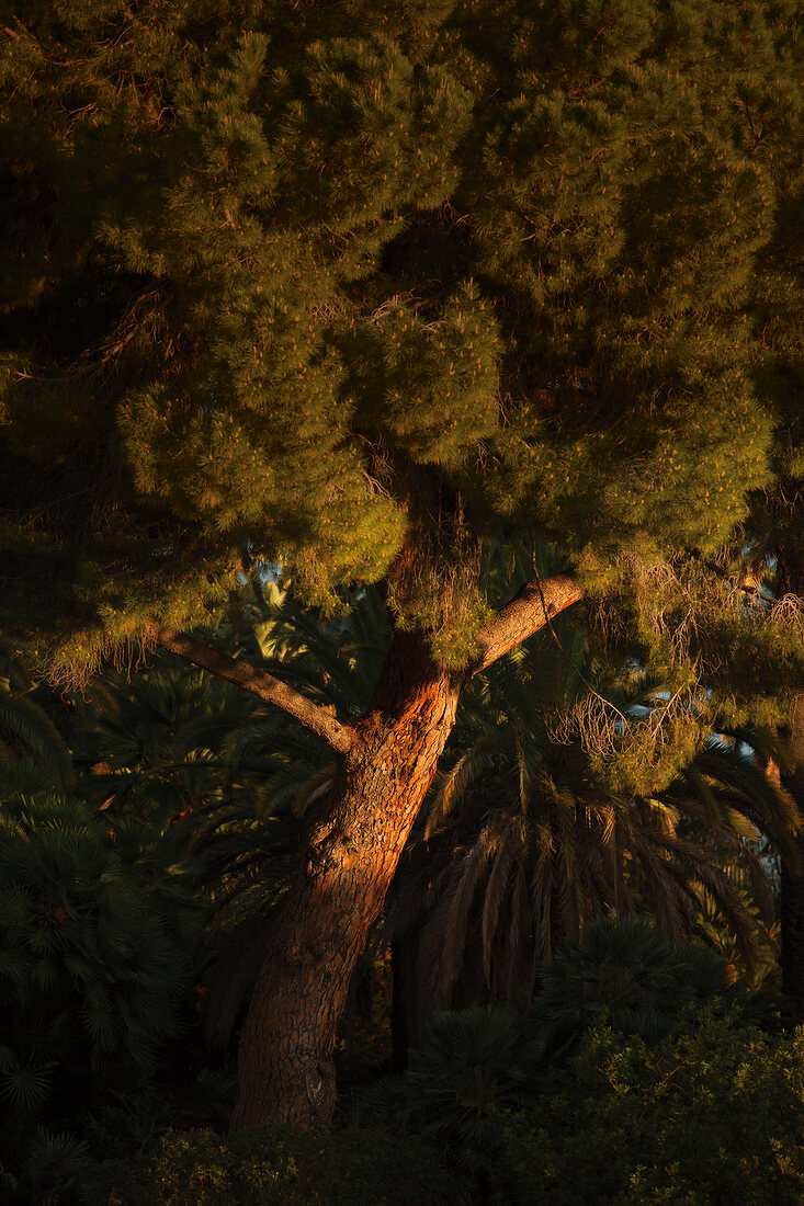 Côte d¿Azur, bei Nacht, ein Baum 