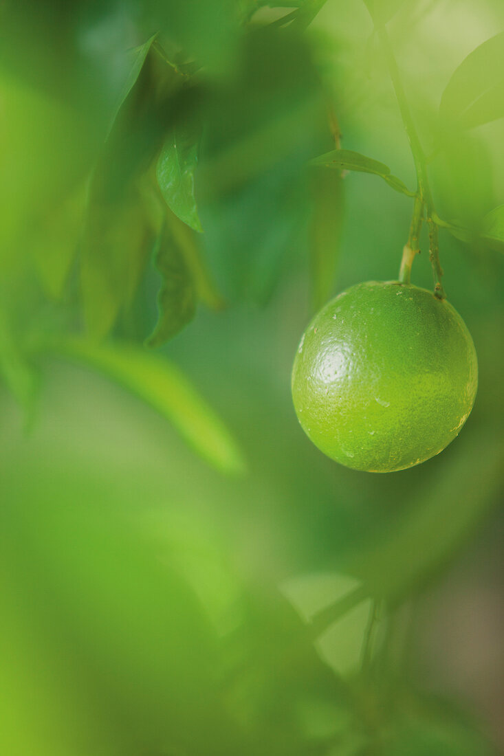Close-up of fresh lime on tree