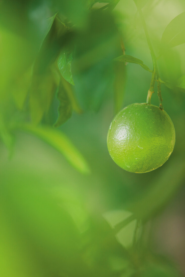 Limette, Baum 